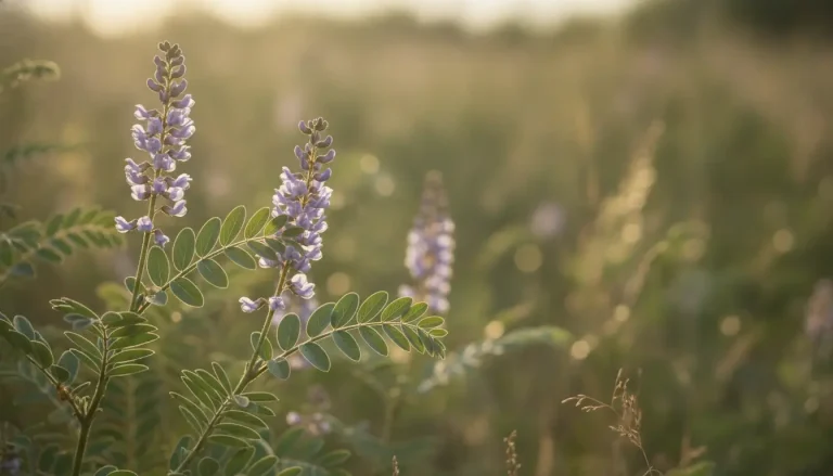 Biljka sladić (Glycyrrhiza glabra) sa perastim listovima i grozdom ljubičastoplavih cvjetova u prvom planu